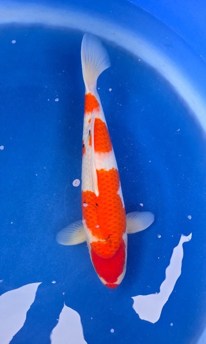 Koi picture